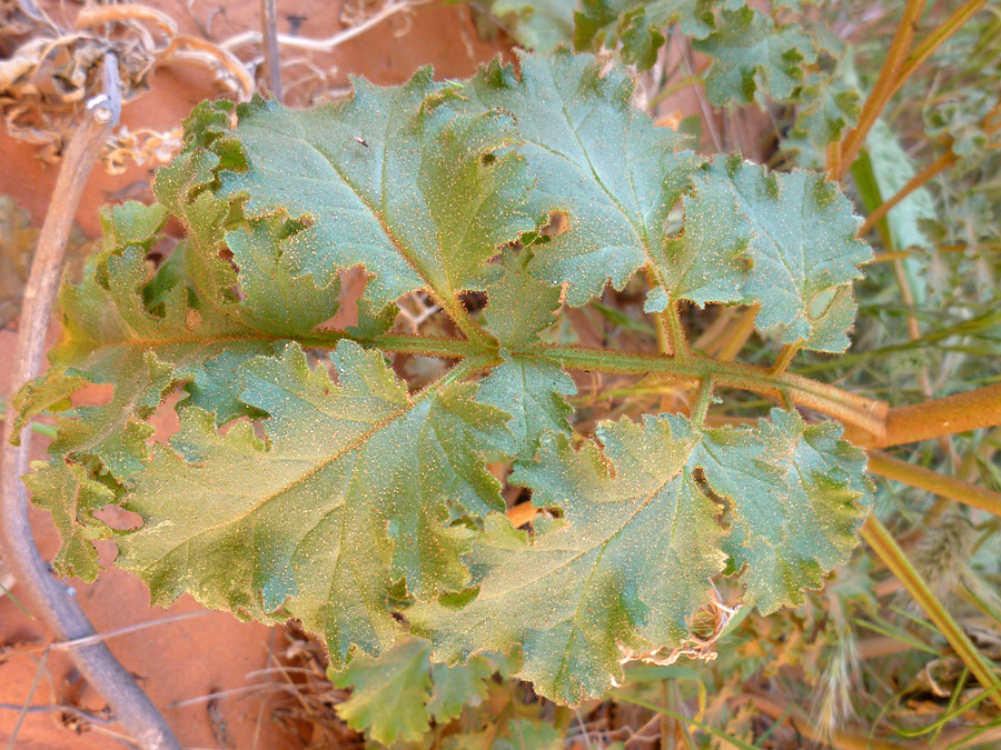 Curly-edged leaflets