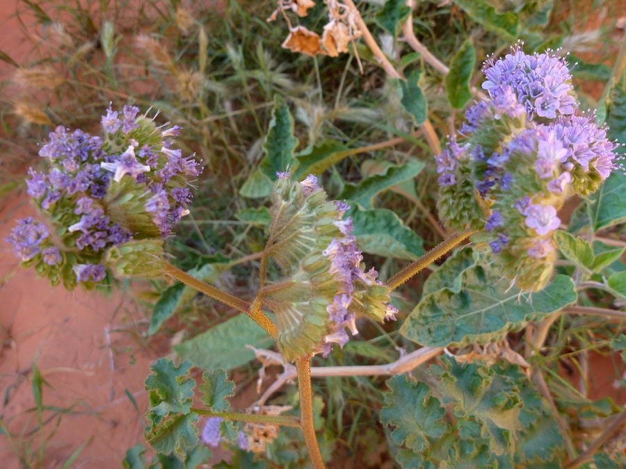 Flower clusters