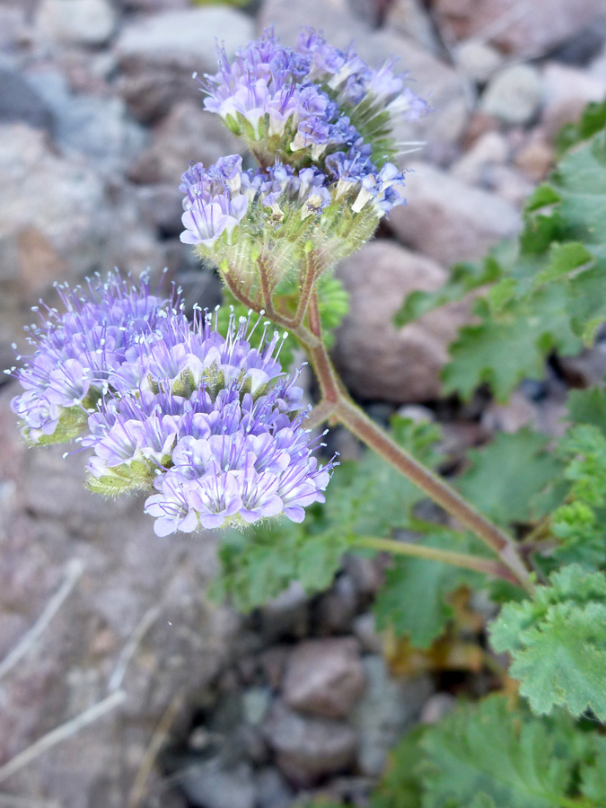 Blue-purple flowers