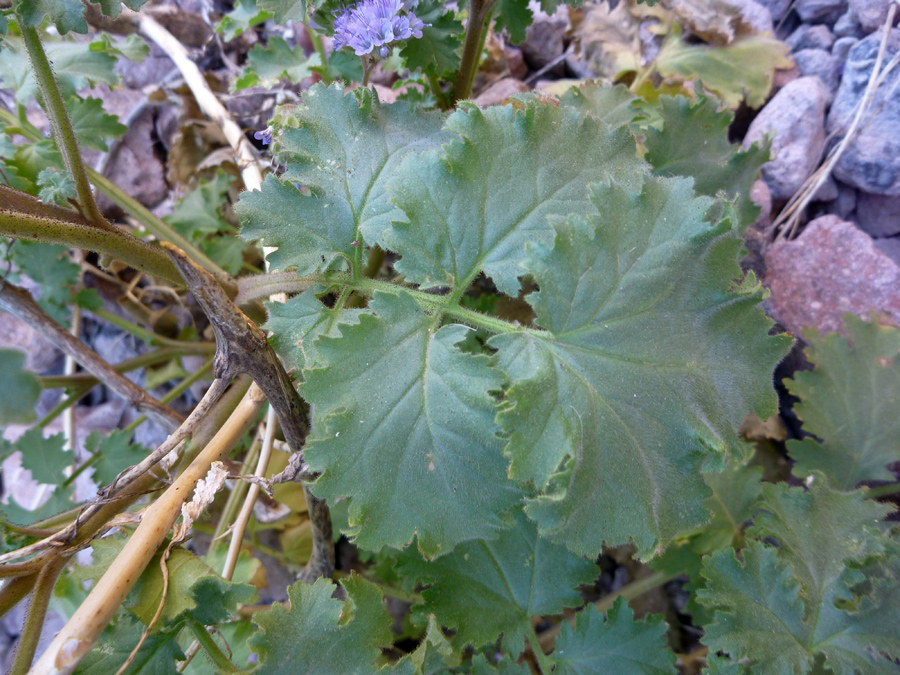 Foliage