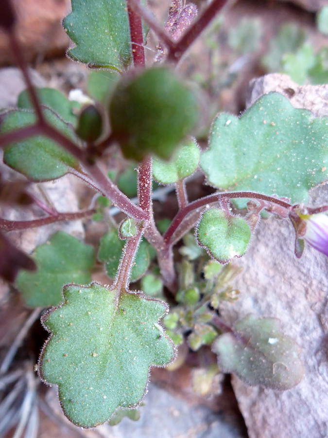 Stem and leaves