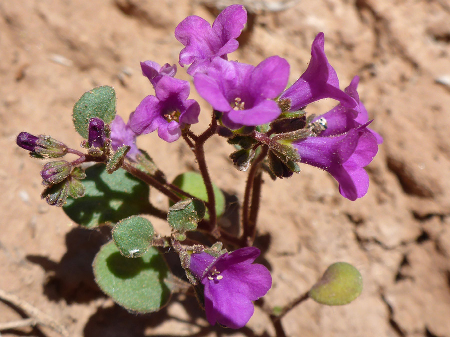 Pink-purple flowers