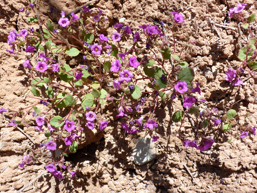 Many flowers