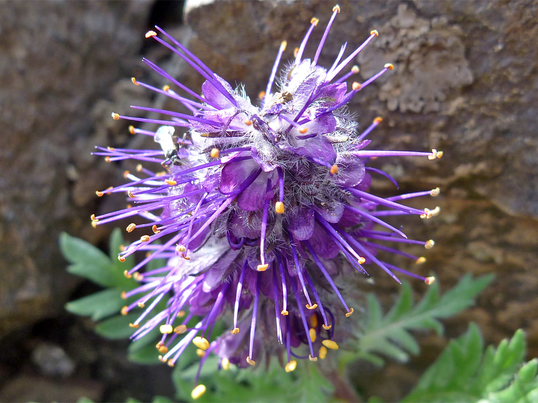 Phacelia sericea