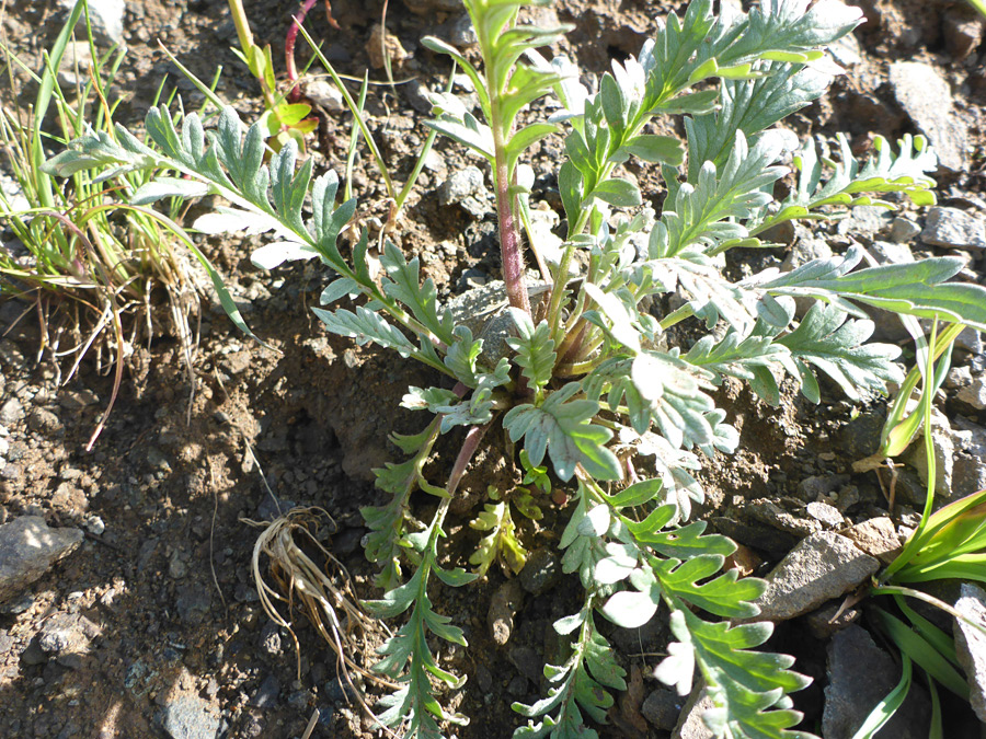 Basal leaves