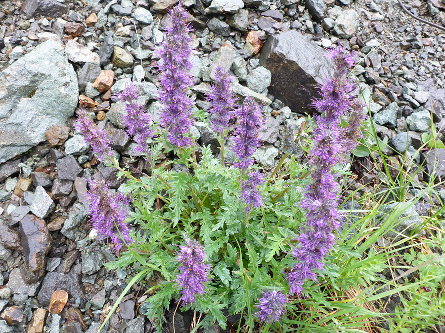 Flowering stems