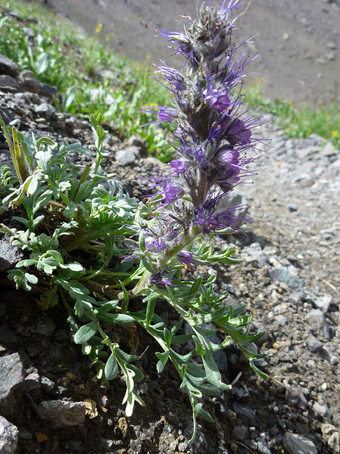 Leaves and stem