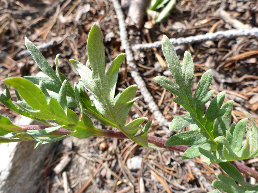 Reddish stem