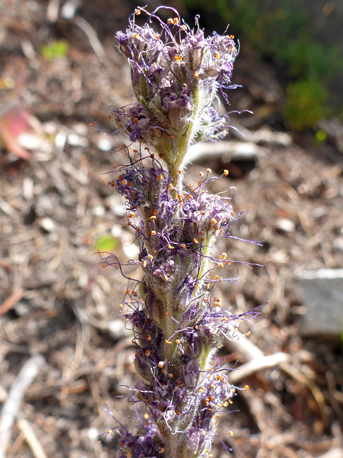 Withered flowers