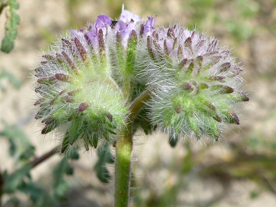 Coiled flower cluster