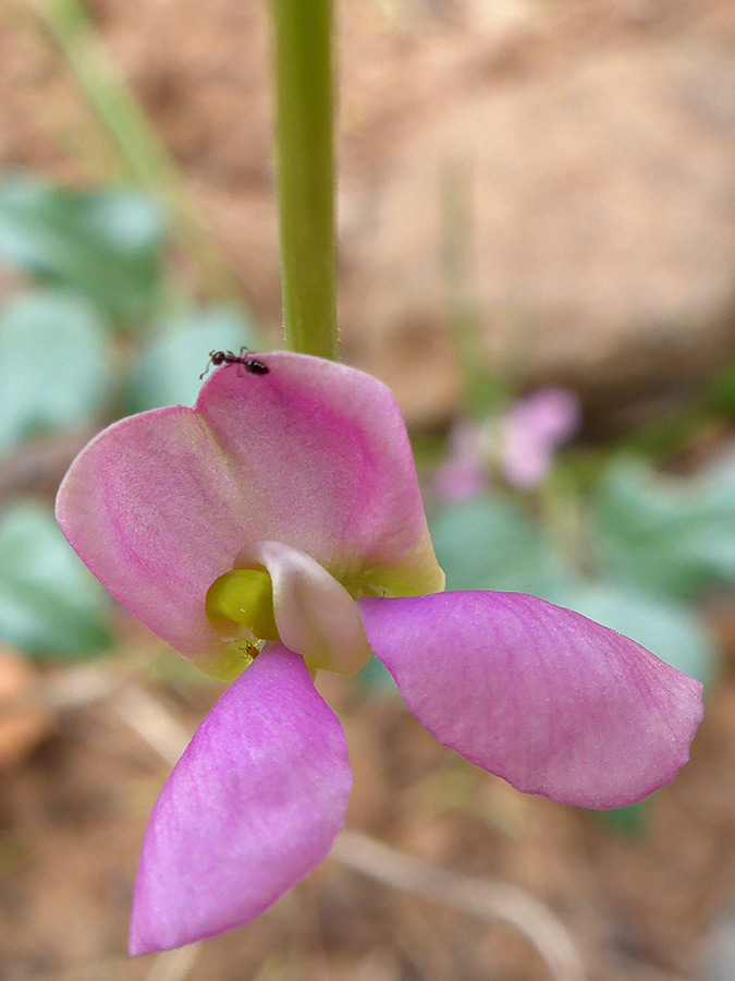 Protruding wing petals