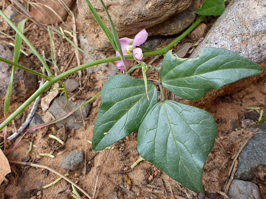 Trifoliate leaf