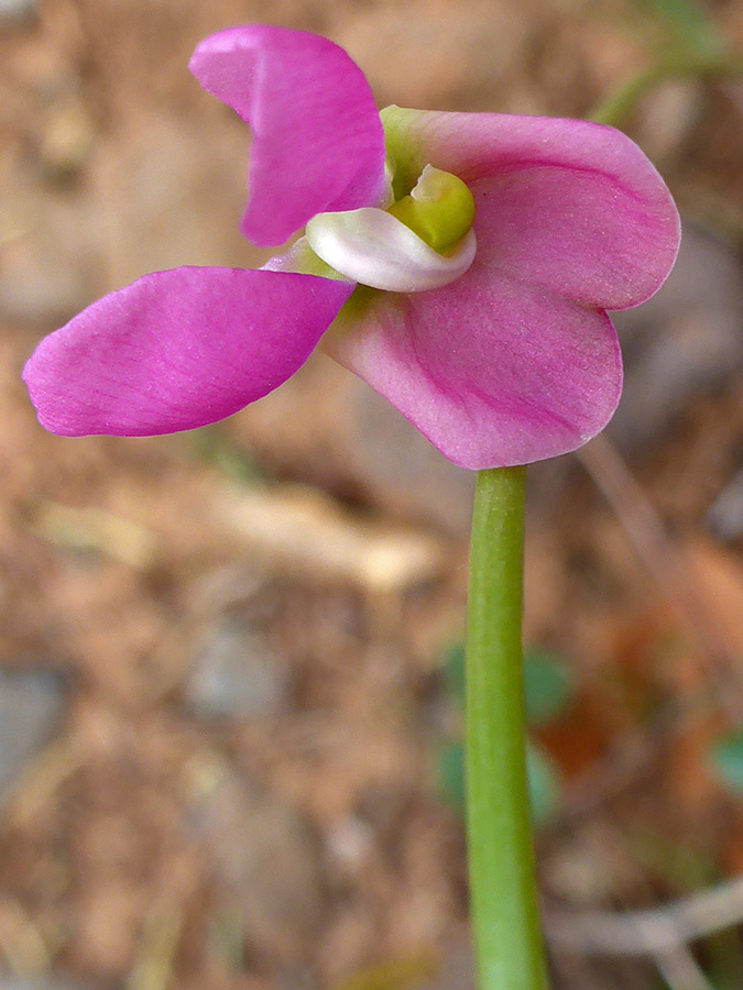 Pink flower