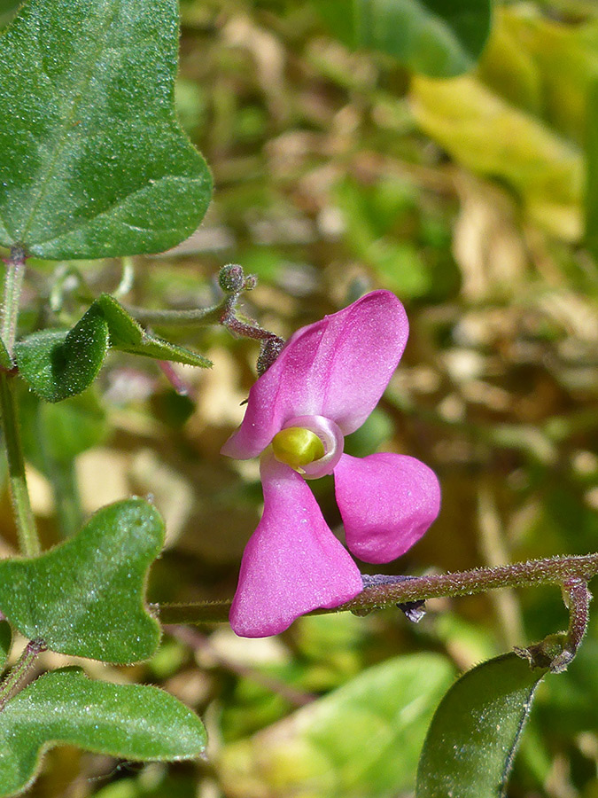 Pink flower