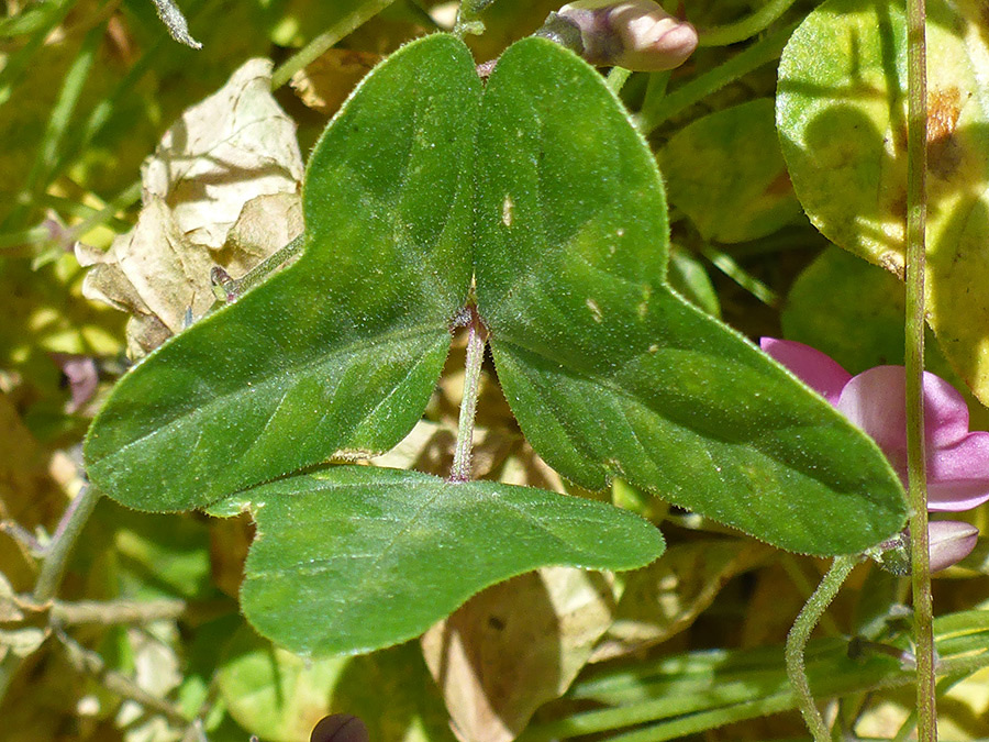 Three leaflets