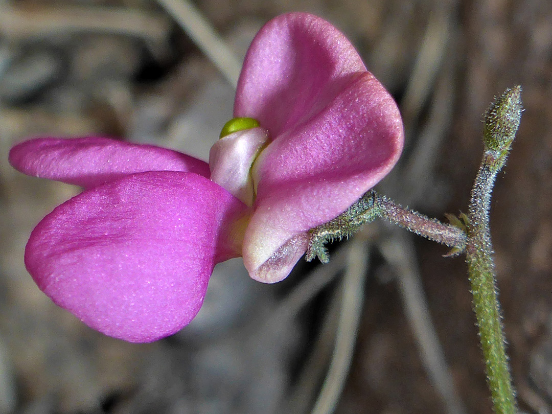 Pink flower, hairy stalk