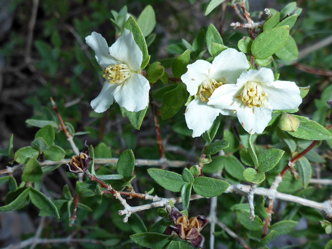 Leaves and flowers