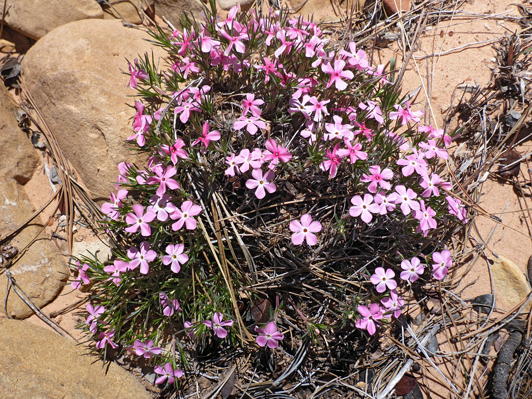 Whitish-pink flowers