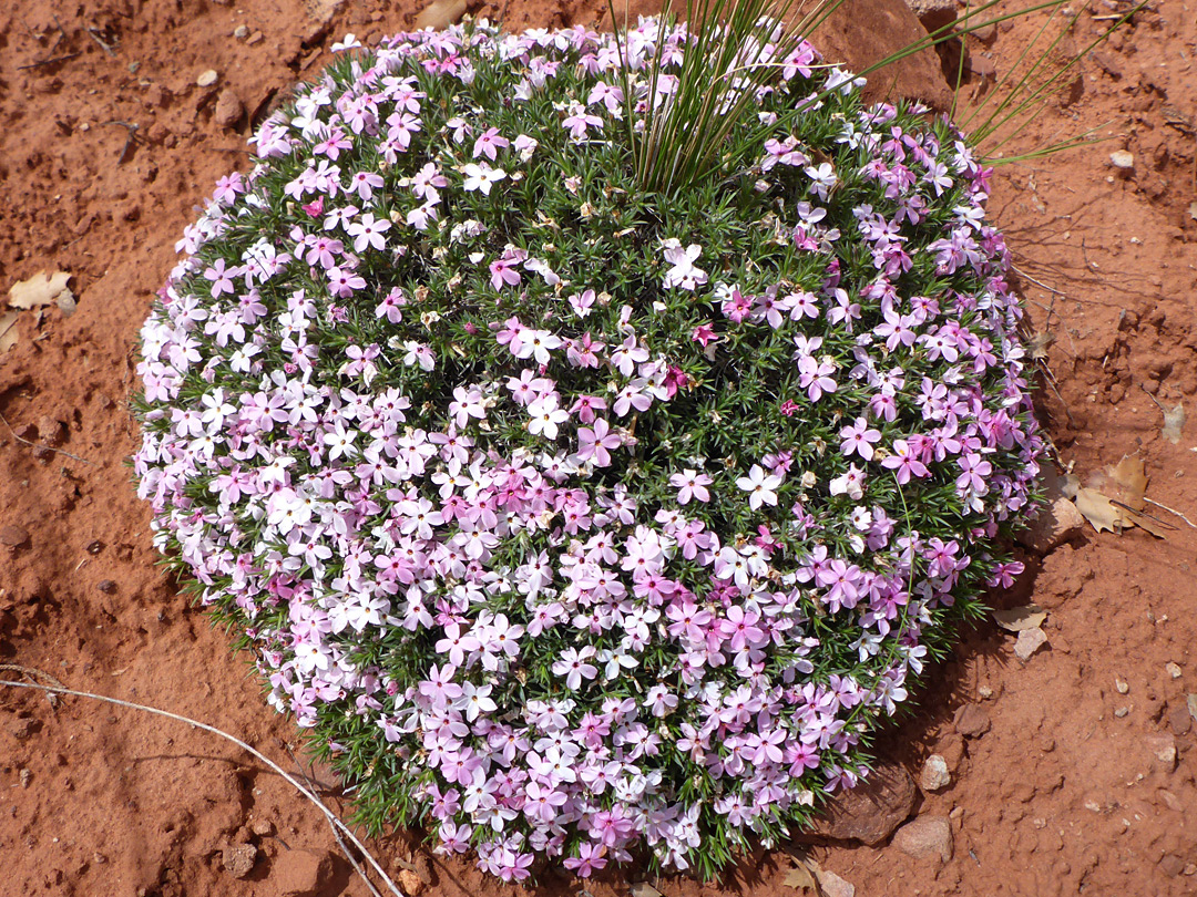 Cushion-like plant