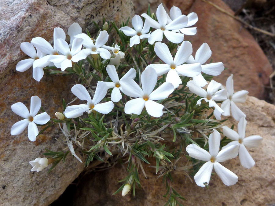 Flowers and leaves