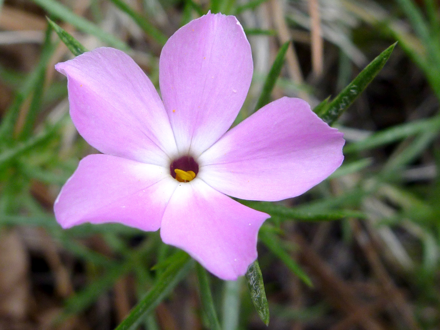 Pink flower