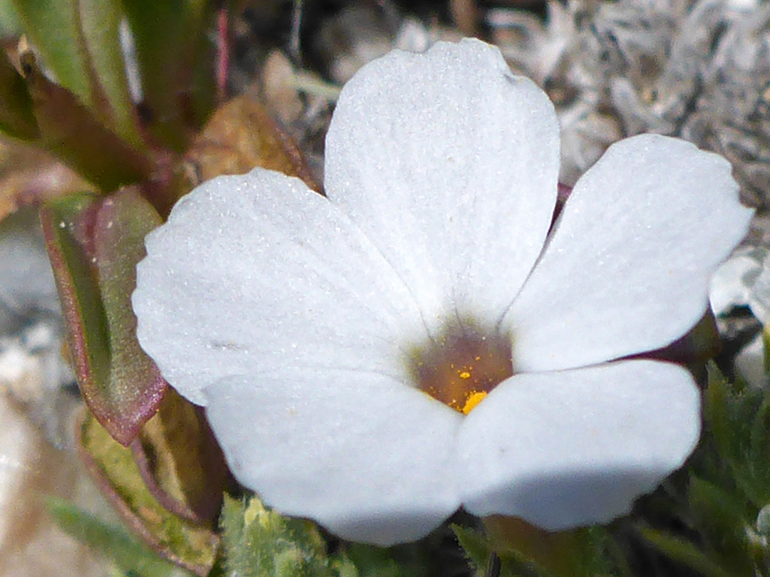 Pure white petals