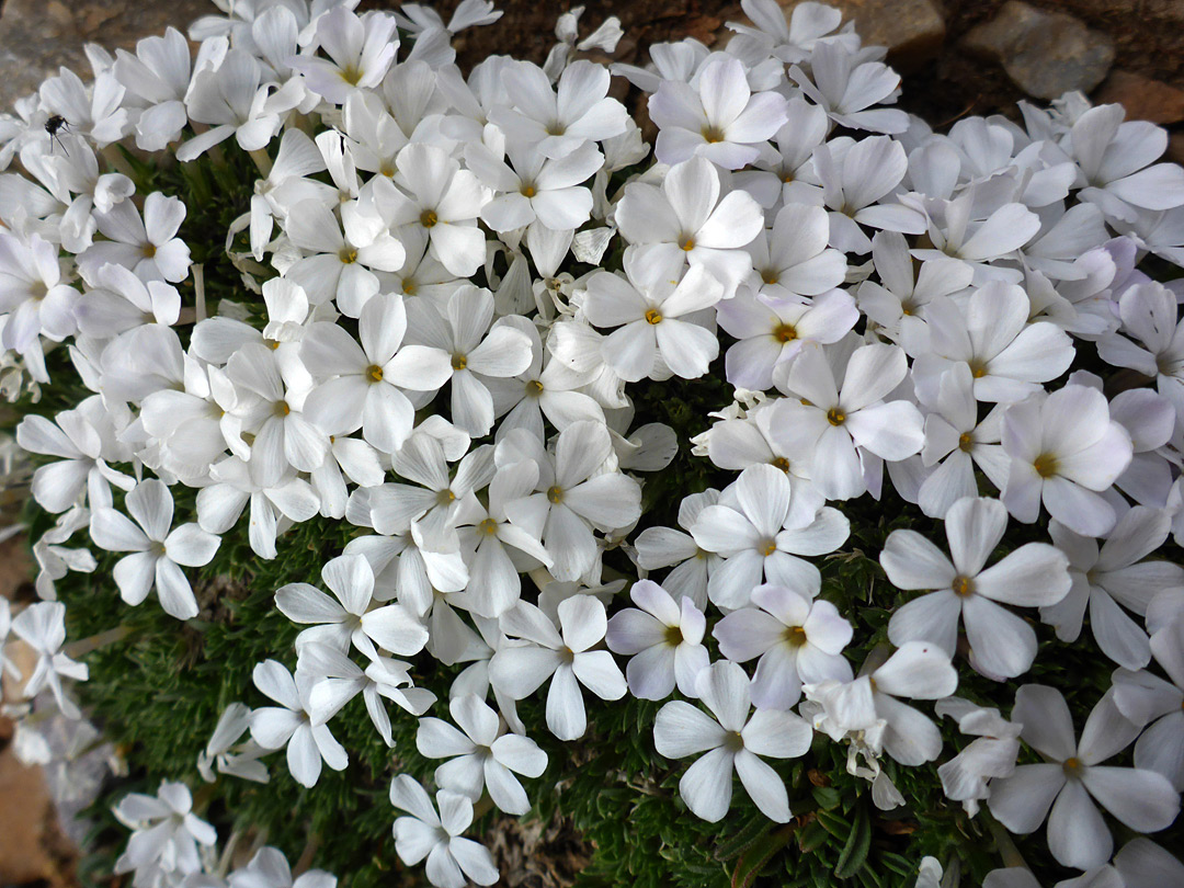 Many white flowers