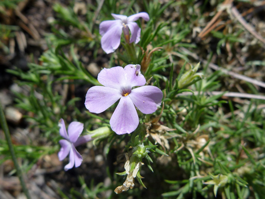 Five-lobed flower