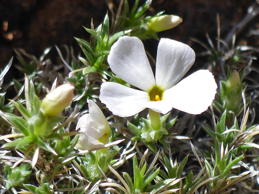 White flower