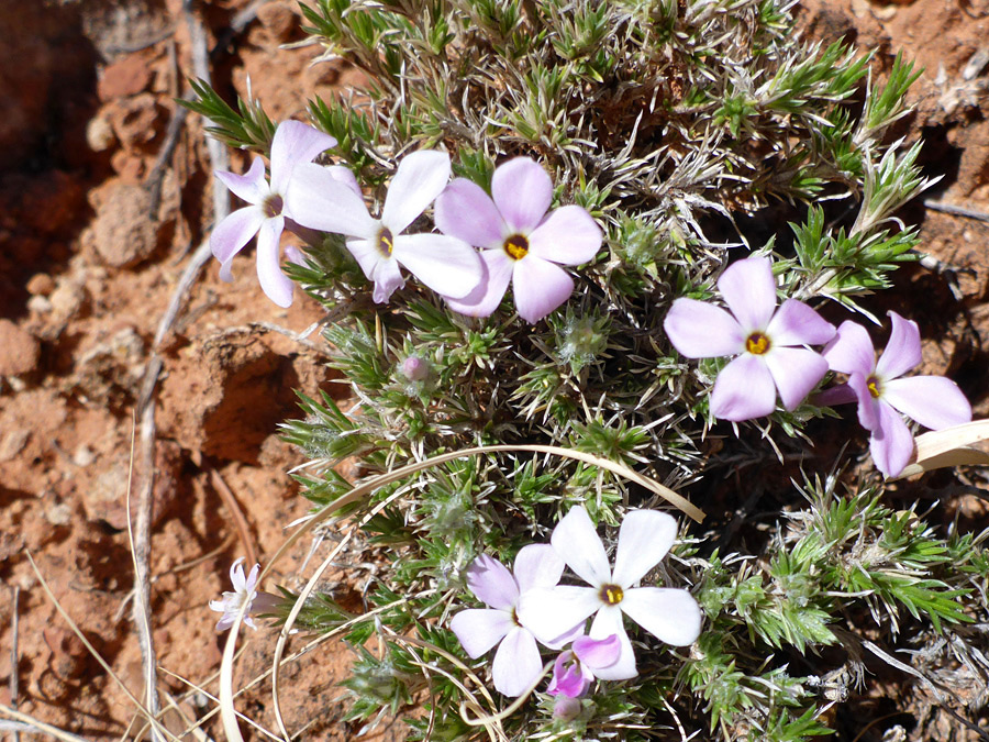 Pinkish flowers