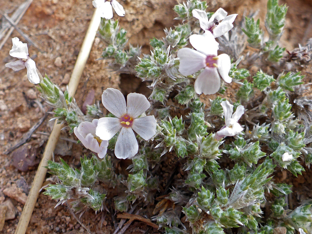 Flowers and spiky leaves