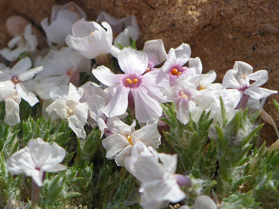 Pink-centered flowers