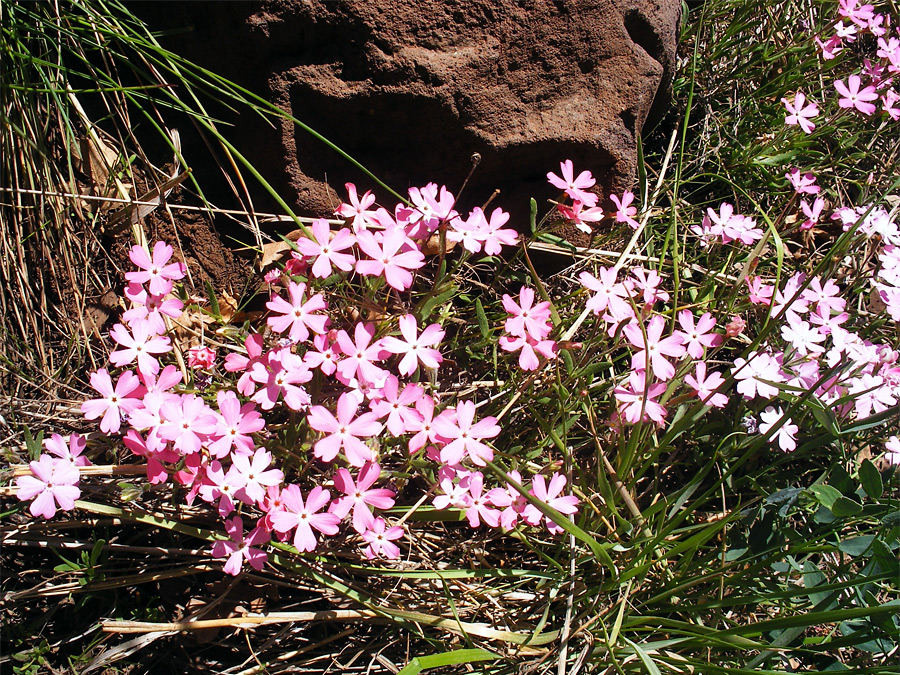 Pink flowers and long green leaves