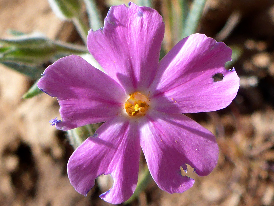 Bright pink flower