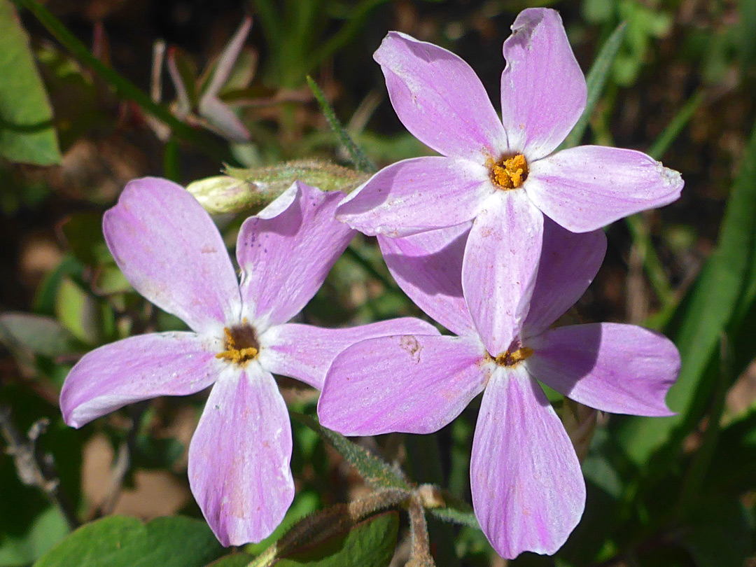 Three pink flowers