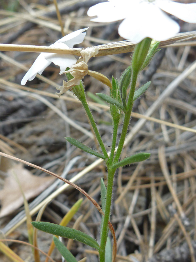 Hairy stems