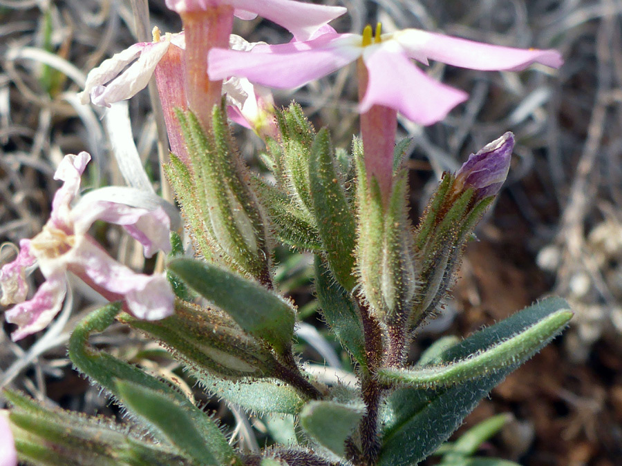 Glandular calyces