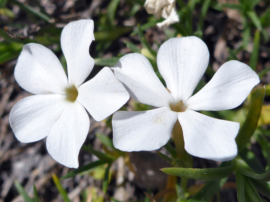 Two white flowers