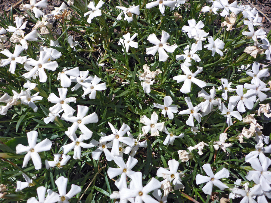 Many flowers