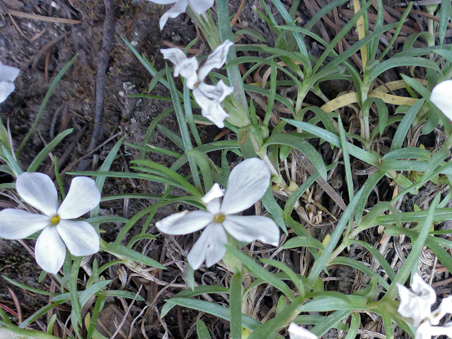 Flowers and leaves