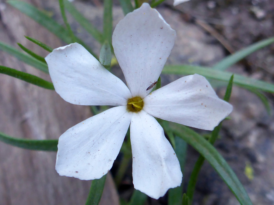 White petals