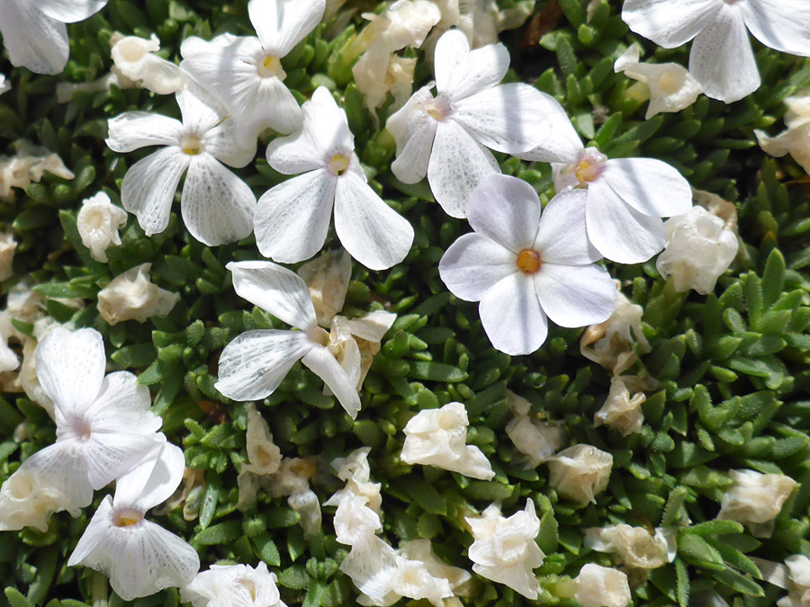 White flowers