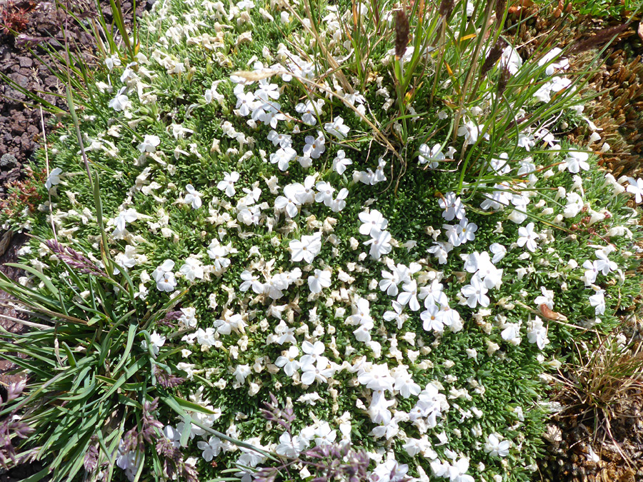 Many flowers