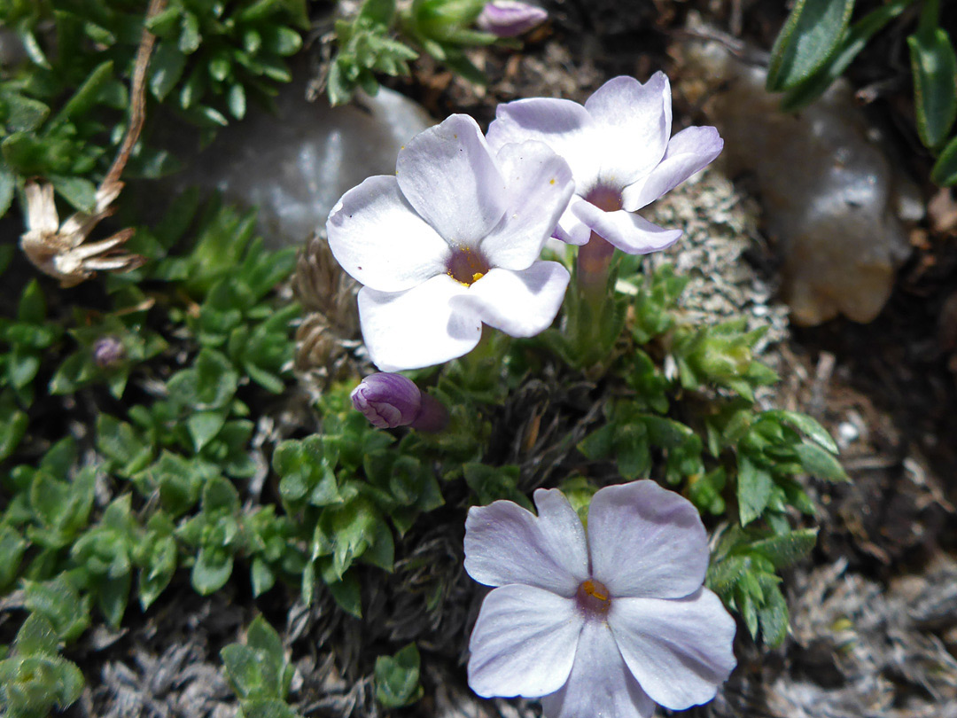 Three flowers