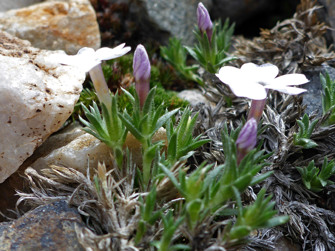 Leaves and flowers