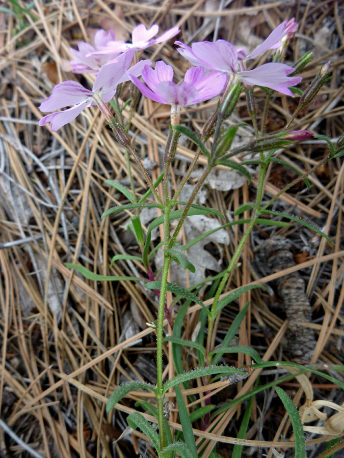 Stems and leaves