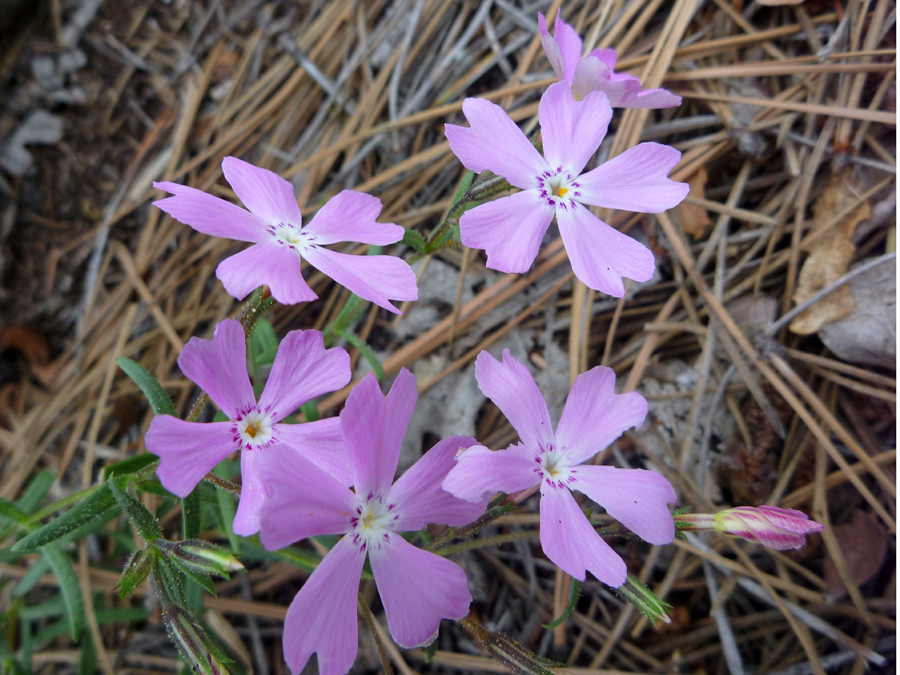 Six flowers