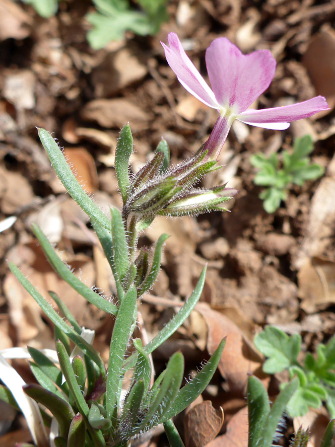 Hairy stem