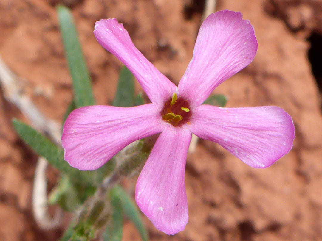Five-lobed corolla