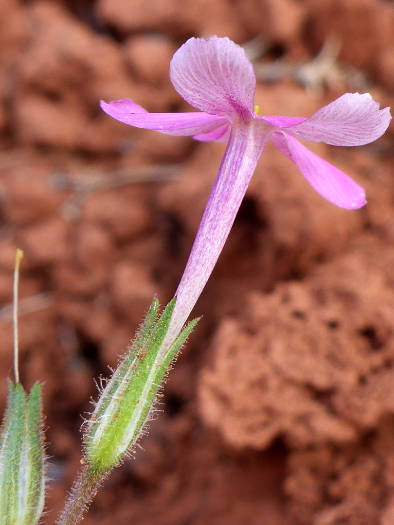 Tubular pink flower